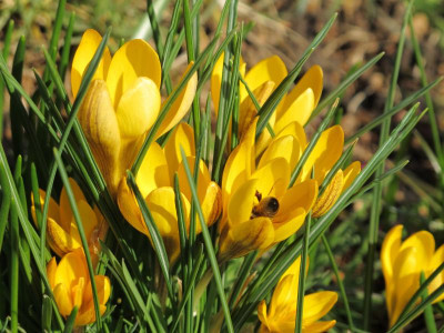 y-gelber Krokus mit Biene.jpg