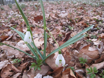 Baumelscharlockii 10.3.16 ue.JPG