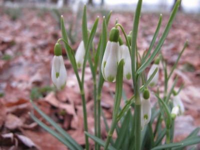 Igelscharlockii 10.3.16 ue.JPG
