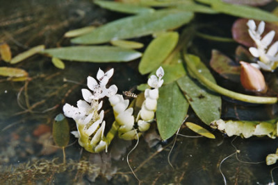 aponogeton_dyst.jpg