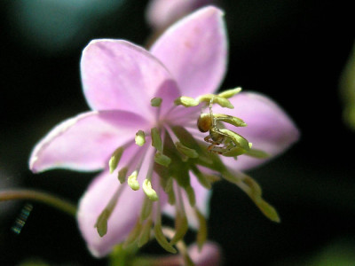Minispinne-schluepft-k.jpg