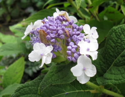 e02 Hydrangea involucrata 3 (Kopie).jpg
