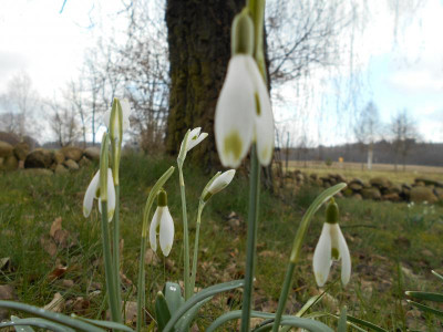 Galanthus_grün.JPG