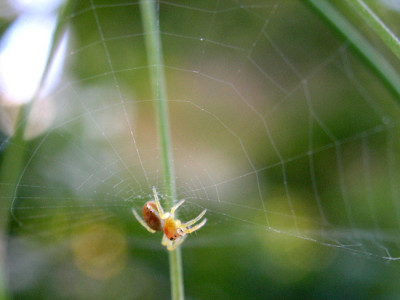 Minispinne-im-Netz-k.jpg