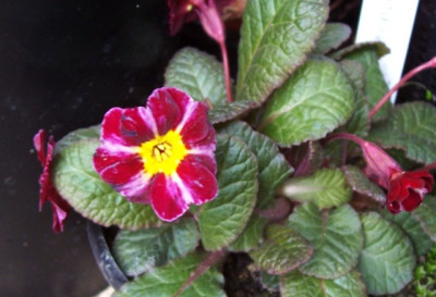 100_6147 Dark Rosalee.jpg