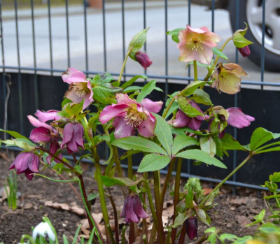 helleborus01.jpg