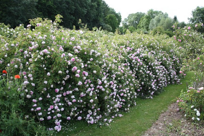 Blush_hip_hecke.jpg