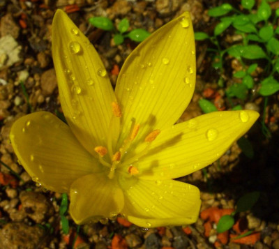 Sternbergia_sicula_06-1.jpg