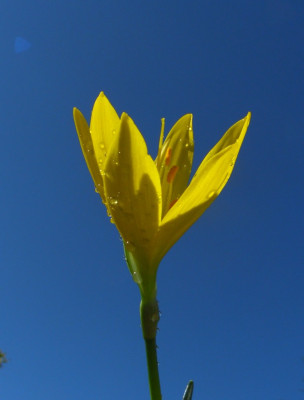 Sternbergia_sicula_06-2.jpg