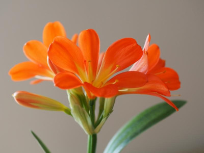 Clivia3_2016.jpg