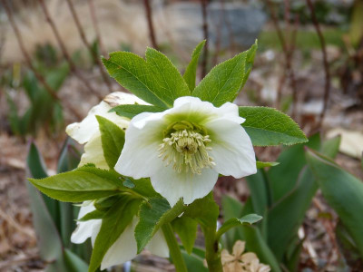2016-03-11 Helleborus 1.jpg