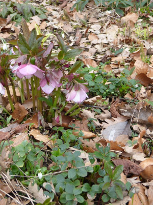 2016-03-11 Helleborus 2.jpg