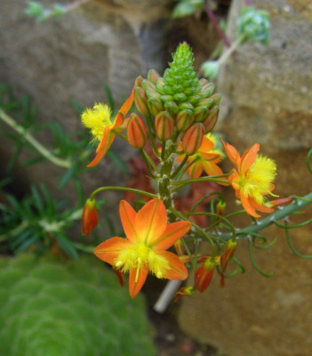 Bulbine_frutescens_06.jpg