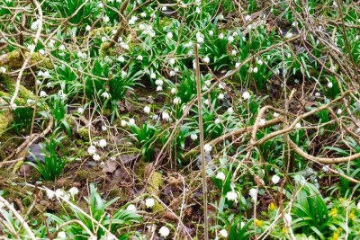 Leucojum vernum.jpg