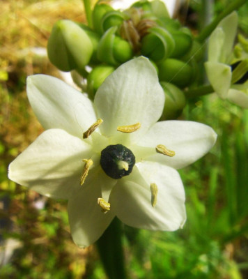 Ornithogalum_saundersiae.jpg