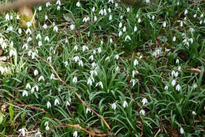 Galanthus-sämlinge.jpg