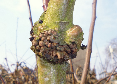 apfel2.jpg