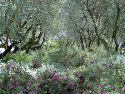 Landriana-28.jpg