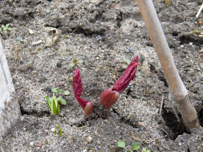 2016-03-11 Paeonia cambessedesii.jpg