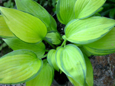 Neue_Hosta.jpg
