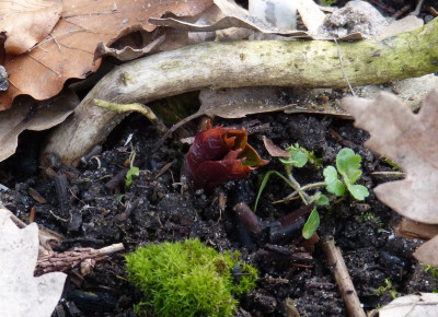 2016-03-04 Paeonia mairei.jpg