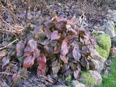 Epimedium x rubrum (Kopie).jpg
