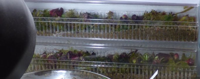 Cephalotus Inkubator.jpg