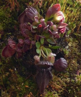 Cephalotus.nach Zerlegung..jpg