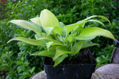 Neue_Hosta_im_10er-Topf.jpg
