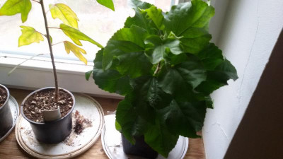 20160312_094534.jpg