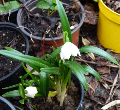 Wochenmarkt-leucojum.jpg