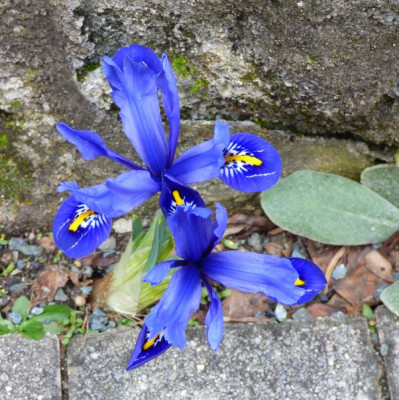 iris-reticulata-pflasterritze.jpg