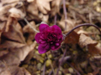 Hepatica nobilis Rote Glut.jpg