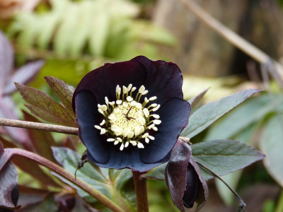 2016-03-12 Helleborus 1.jpg