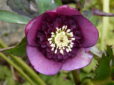 2016-03-12 Helleborus 2.jpg