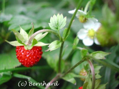 fragaria_vesca_1.jpg