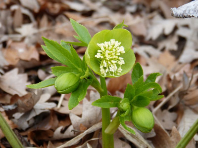 2016-03-11 Helleborus odorus.jpg