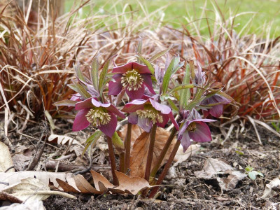 2016-03-12 Helleborus purpurascens 1.jpg