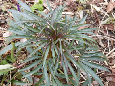 2016-03-12 Helleborus foetidus 1.jpg