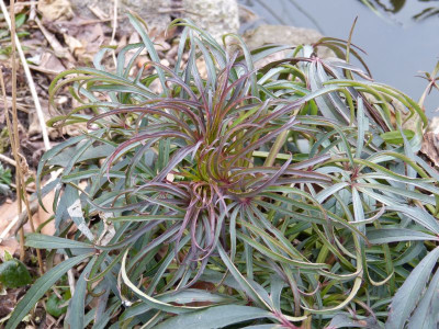 2016-03-12 Helleborus foetidus 2.jpg