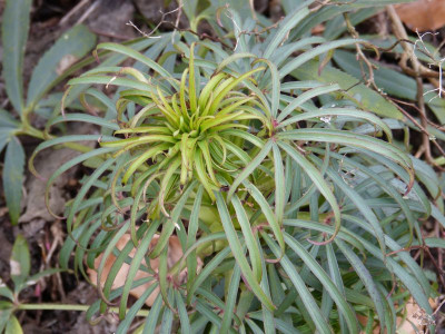 2016-03-12 Helleborus foetidus 3.jpg