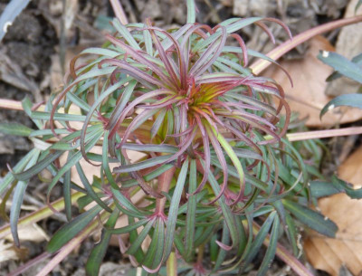 2016-03-12 Helleborus foetidus 4.jpg