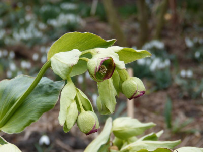 2016-03-12 Helleborus foetidus 5.jpg