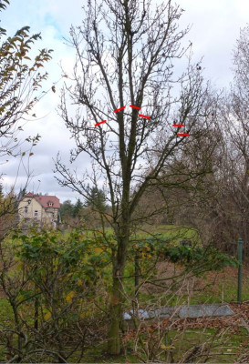 Baumverschnitt.JPG