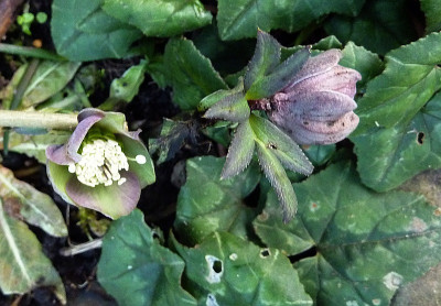 h. croaticus spät.jpg