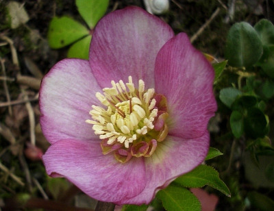 h.bonbon.jpg