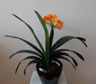 Chinesische Klivie mit speziellen Erbanlagen1.jpg