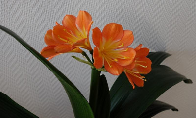 Chinesische Klivie mit speziellen Erbanlage2.jpg