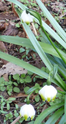 leucojum-g.z.Glocken.jpg