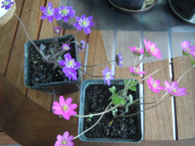 Hepatica 001.JPG